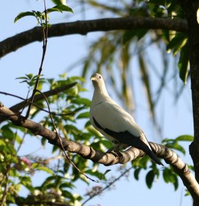 Torres Strait Pigeon