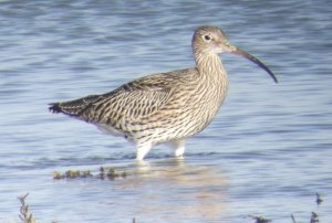 Curlew