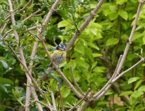 Blue tit in the trees