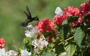 Antillean Crested Hummingbird (male)