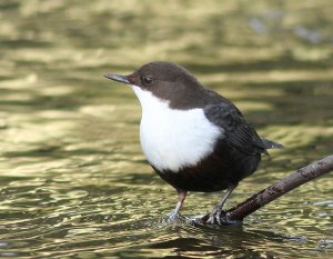 Black-bellied Dipper