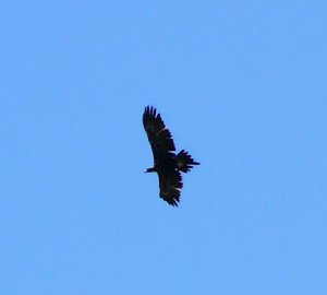 Wedgetail Eagle