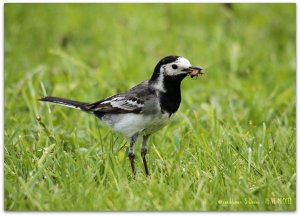 Pied Wagtail