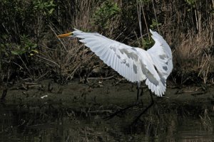 Great Egret