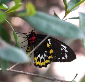 Female Cairns Birdwing