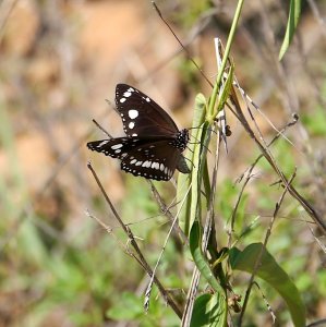 Common Australian Crow butterfly