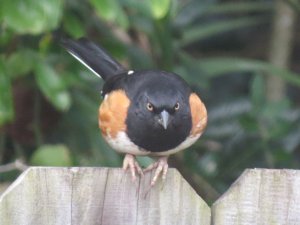 Eastern Towhee - Adult Male