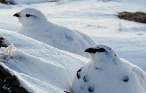 ptarmigan