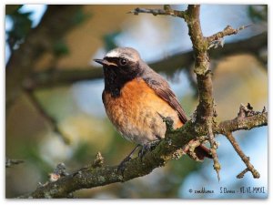 Redstart