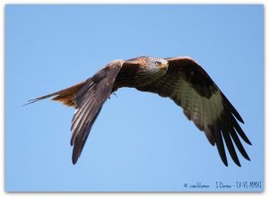 Red Kite in flight