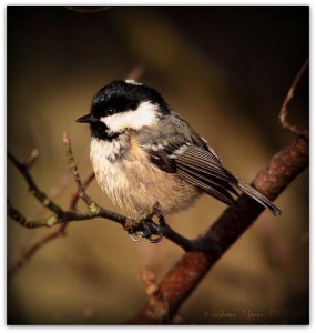 Coal Tit