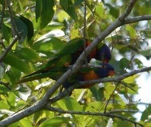 Rainbow Lorikeets making whoopi