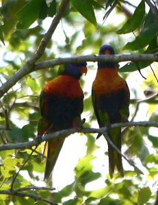 Post coital bliss - Rainbow Lorikeets