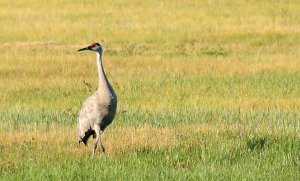 Sandhill Crane in Eastern Oregon