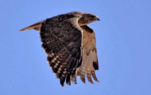 Hawk in Flight