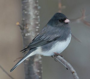 Junco