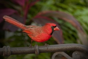 Northern Cardinal (Male)