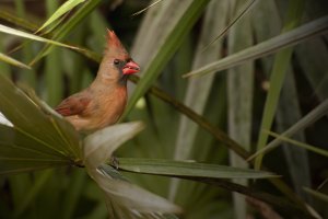 Northern Cardinal (Female)