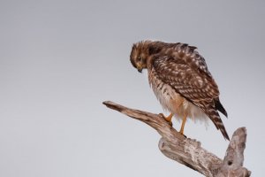 Red Shouldered Hawk