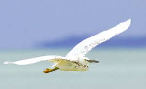 Pacific Reef Egret ( morph? )
