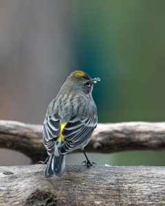 Yellow-rumped Warbler (Audubon)