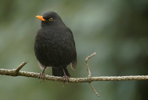 Blackbird...