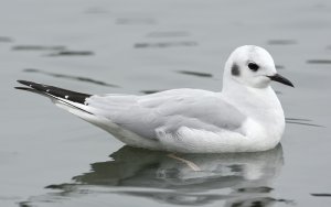 Bonaparte's Gull