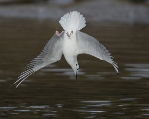 Bonaparte's Gull