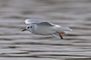 Bonaparte's Gull