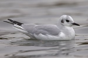 Bonaparte's Gull