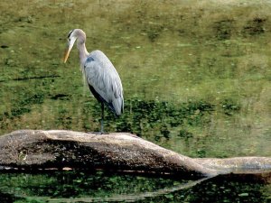 Great Blue Heron, Blue Springs State Park