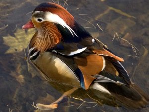 Mandarin Duck