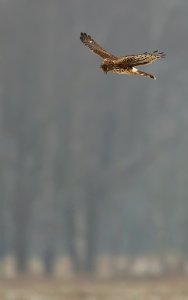 Henharrier hunting ..