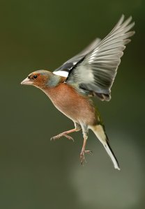 Common chaffinch..