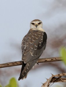 Black Wing Kite