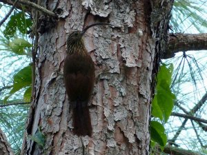 Black-billed Scythebill