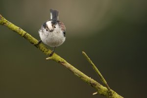 Longtailed tit..