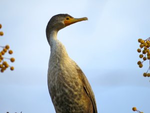 Cormorant