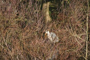 Grey Heron having Breakfast