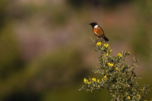 Stonechat