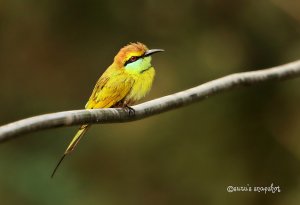 Green Bee-eater