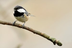 CoalTit...