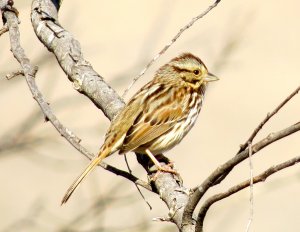 Song Sparrow