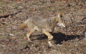 Coyote at Ridgefield