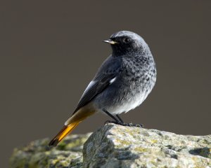 Black Redstart