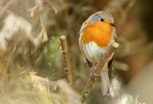 Robin singing...