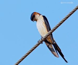 Red-rumped Swallow