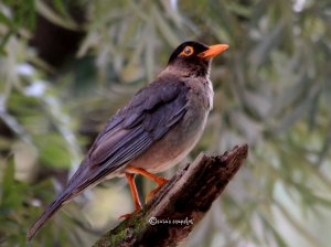 Indian Blackbird