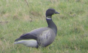 Brent Goose