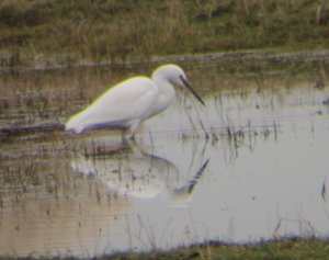 Little Egret